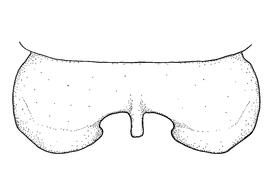   Anthidium aztecum  male, diagram showing dorsal view of seventh tergum (T7), diagram from Gonzalez and Griswold 2013 
